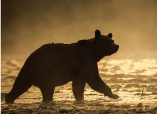 Polskie niedźwiedzie marnie śpią. Dlaczego czekamy, aż dojdzie w Bieszczadach do poważnego wypadku?