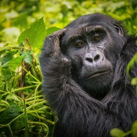 Beteg a 46 éves budapesti gorilla, őssejtterápiával kezelik