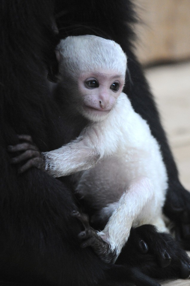 GDAŃSK ZOO OLIWA NARODZINY GEREZY