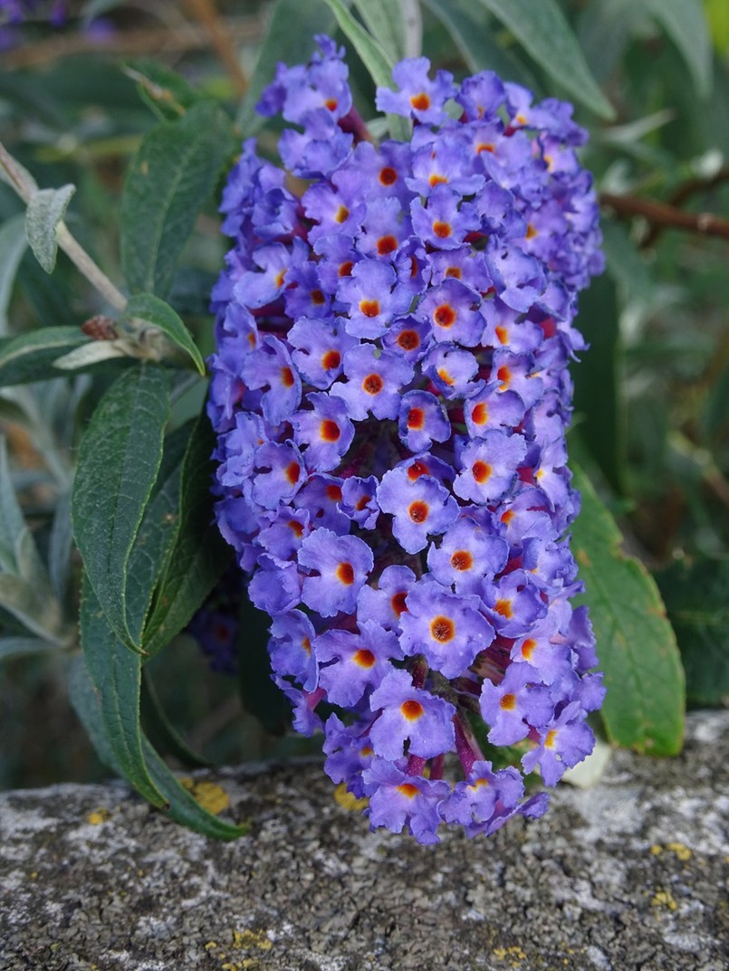 Budleja Dawida Empire Blue - niebieska odmiana