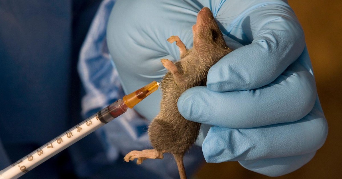 Nigeria records 434 cases of Lassa fever, 80 deaths - NDCD - Vimarsana News