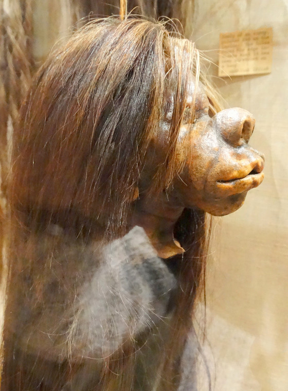 Tsantsas - głowa zmniejszona przez plemię Jivaro z Ekwadoru, ok. 1890 r.