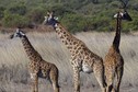 KENYA-WILDLIFE-CONSERVATION-STRATEGY