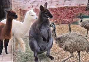 Kengur Dragan i drugari