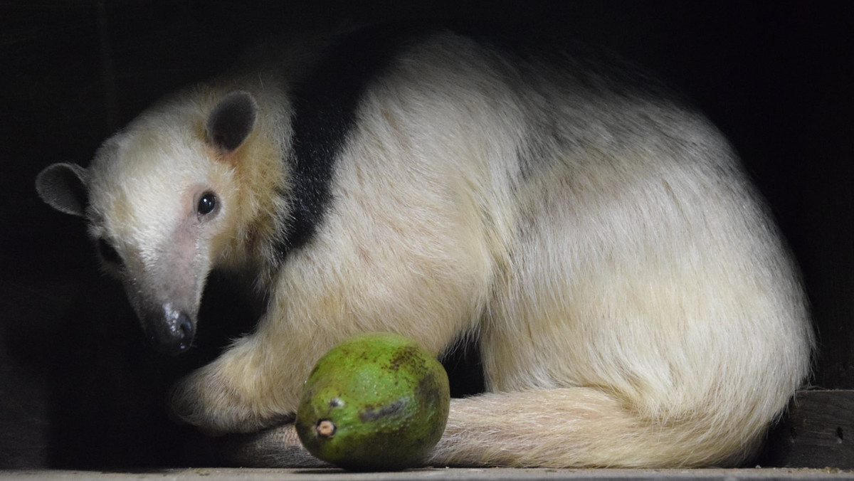 Poznań. Nowy mieszkaniec zoo. To mrówkojad czteropalczasty