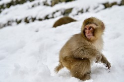Zaskakująca tradycja wśród zwierząt. Tak japońskie małpy świętują nadejście zimy