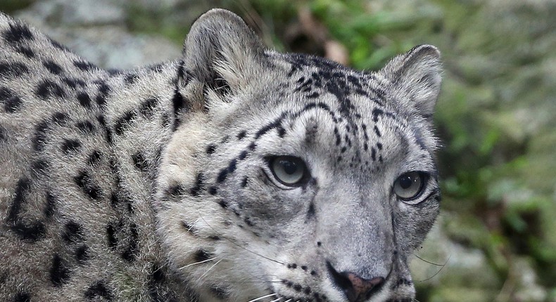 Among wild cats, snow leopards — with a population of just under 3,400 — are most endangered globally.Elise Amendola/Associated Press