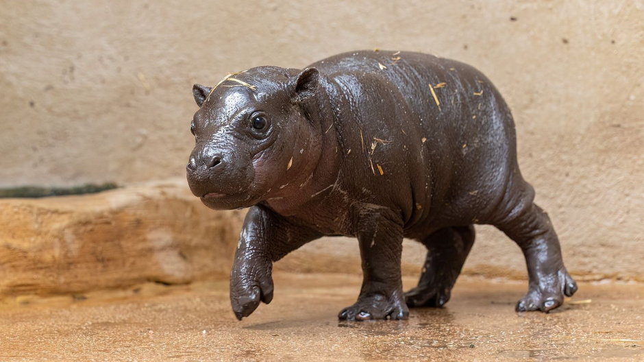 Hipopotam karłowaty urodzony w greckim zoo