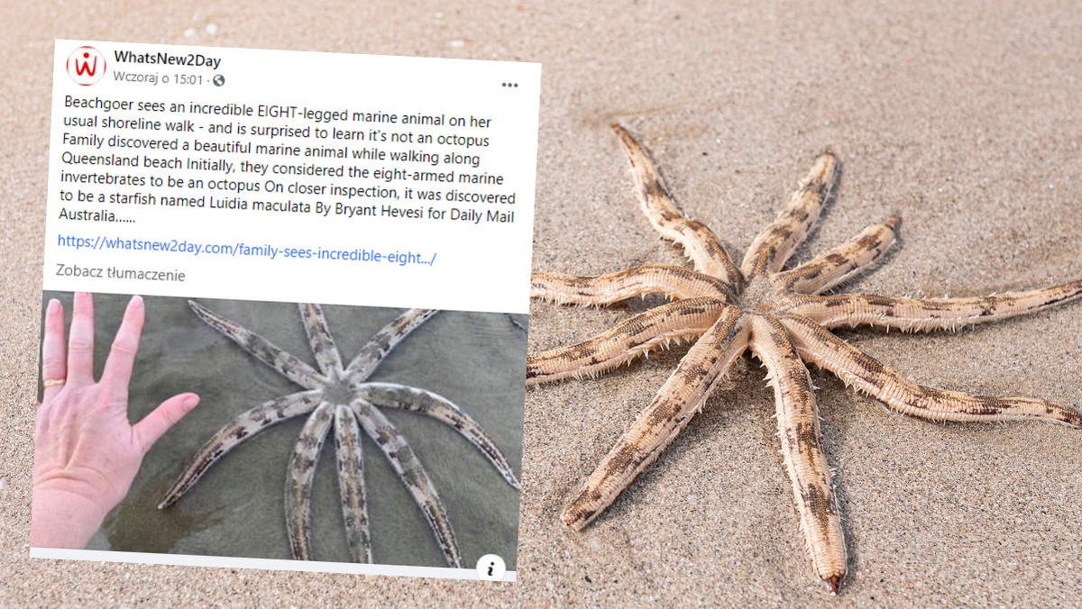  Australia. Znaleźli na plaży niespotykaną rozgwiazdę 