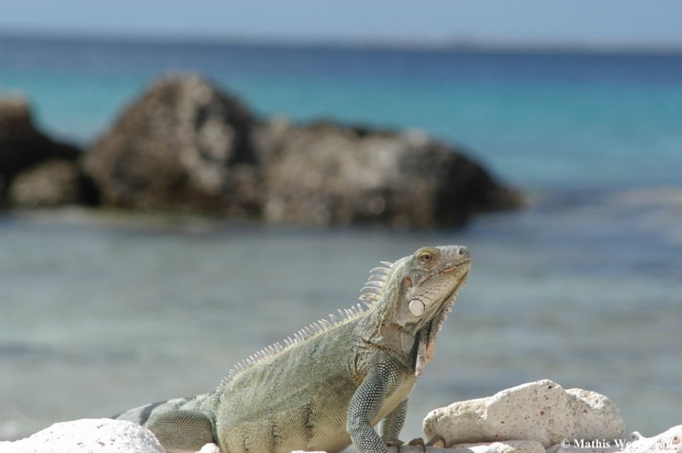 Bonaire