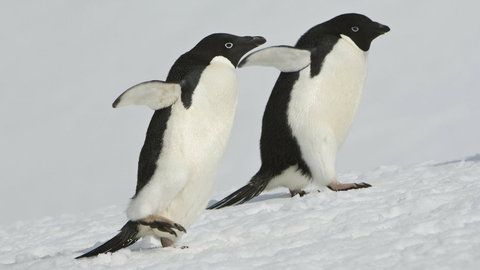 Pingwiny białookie