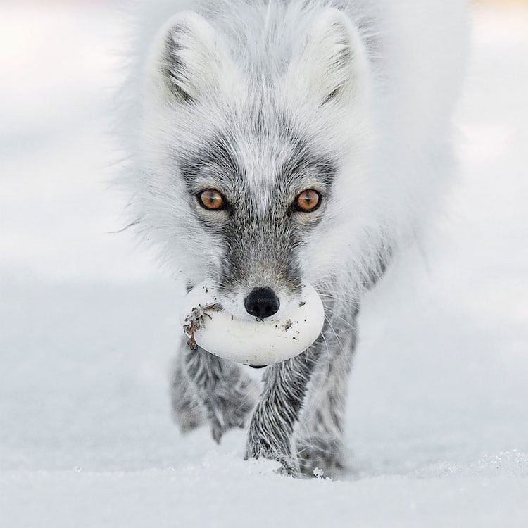 © Sergey Gorshkov / www.nhm.ac.uk