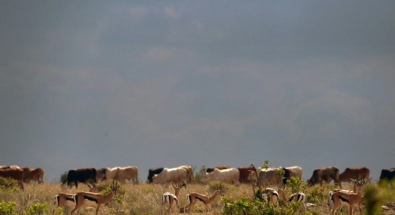 Raids have become common in parts of Kenya in recent months by pastoralists invading private land, raiding homes and driving livestock into farms.