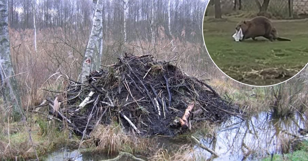 Złodziej w futrze: Bóbr kradnie ubrania z podwórka
