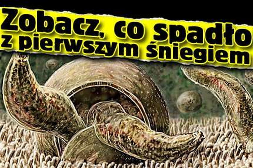 Zobacz co spadło z pierwszym śniegiem!