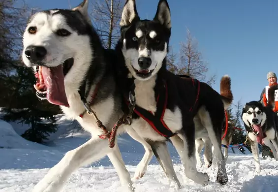 Mateusz kieruje zaprzęgiem 14 husky. Każdy z nich ma inną rolę, ale razem zdobyli mistrzostwo