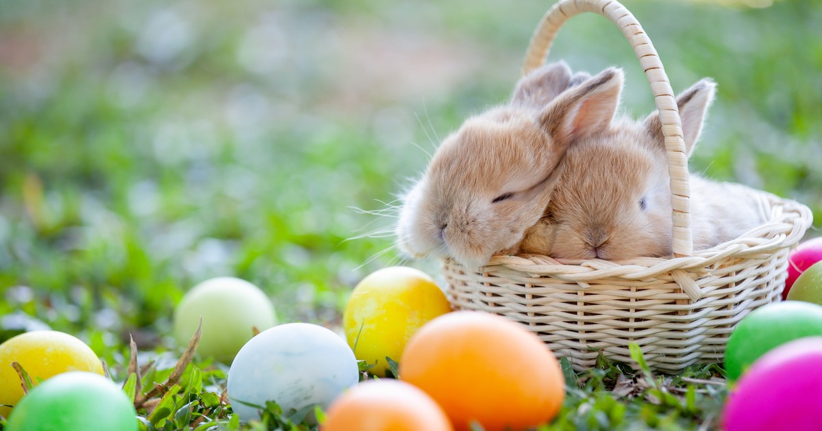 Dlaczego zając jest symbolem Wielkanocy? Te zwierzęta od dawna fascynowały ludzi