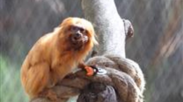 zoo krakow