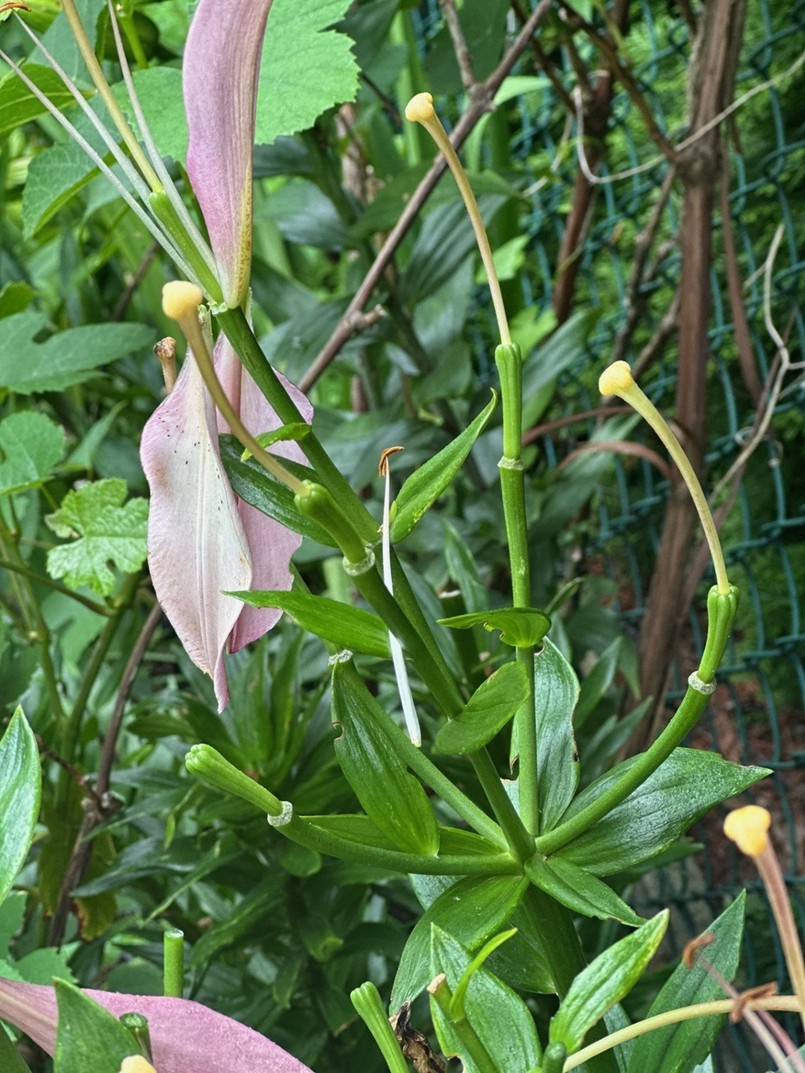 Lilie - taki kwiatostan można już śmiało przycinać