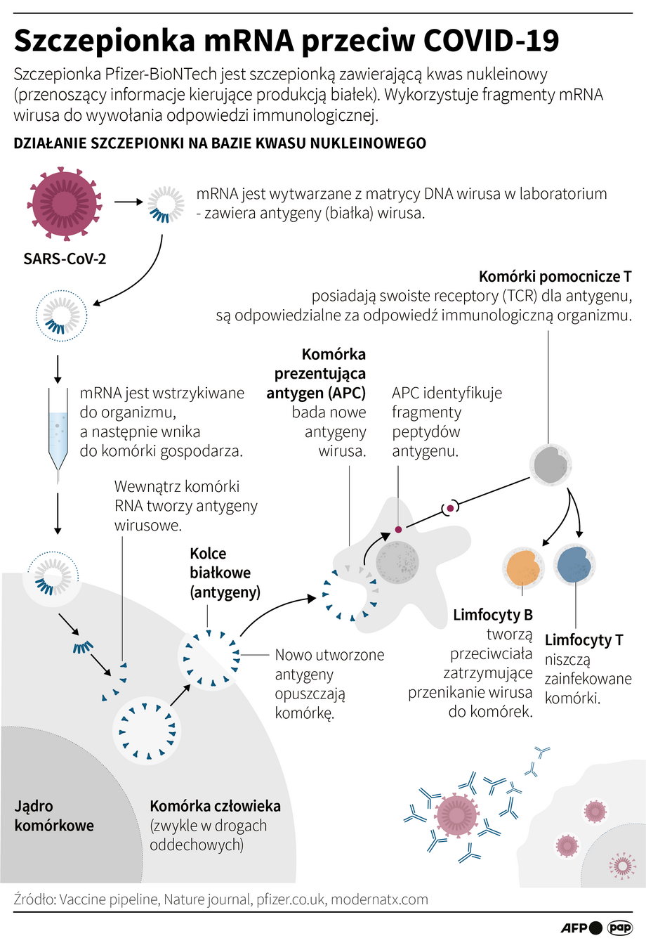Mechanizm działania szczepionki bazującej na mRNA