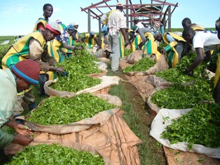 Herbata z Afryki coraz tańsza