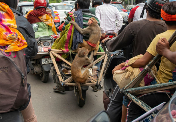Makaki mogą zakłucać przebieg szczytu G20 w Delhi. Małpy są w Indiach uznawane za święte zwierzęta