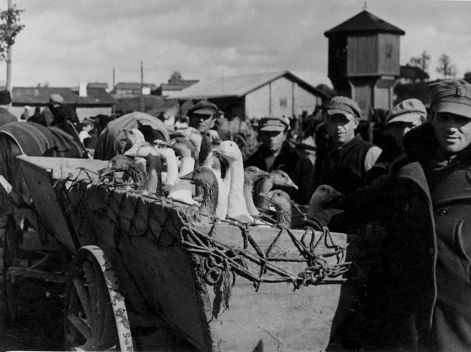 Na zdjęciu gęsi przeznaczone na sprzedaż, targ w nierozpoznanej miejscowości.