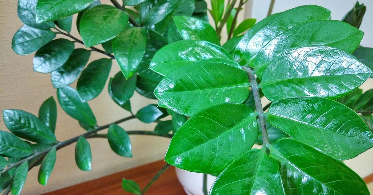 Wsyp łyżeczkę do szklanki wody i podlej zamiokulkasa, a ten od razu wypuści nowe pędy