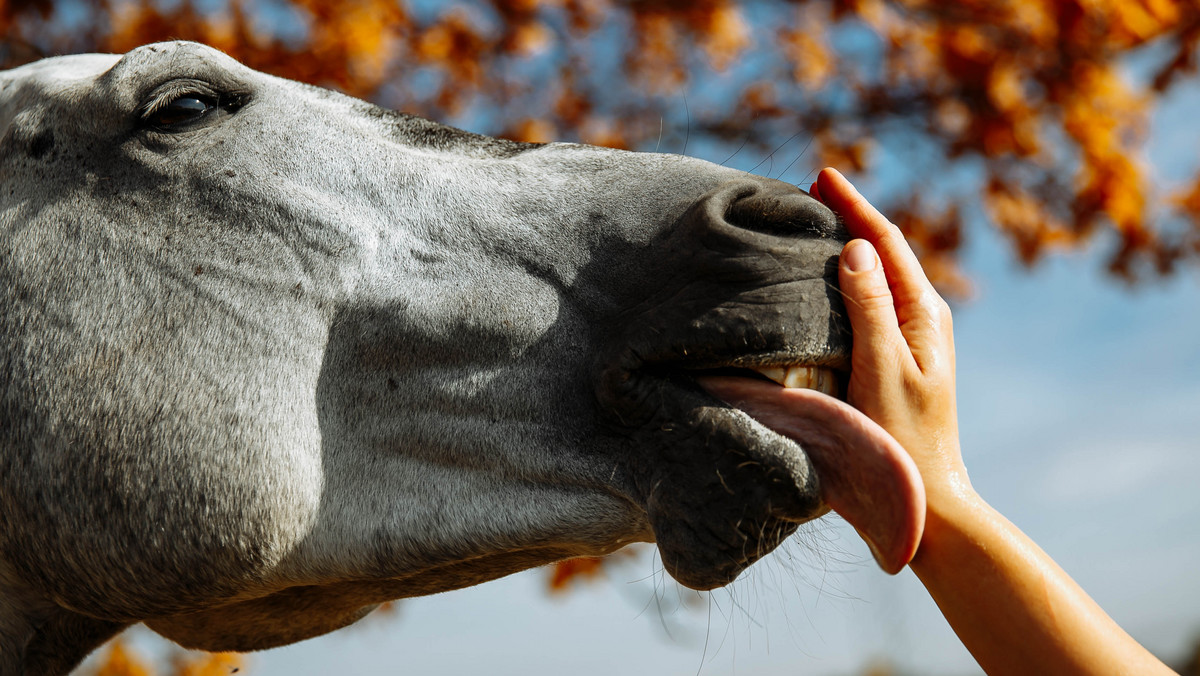 Bielsko-Biała: Zbierają makulaturę, by ratować konie