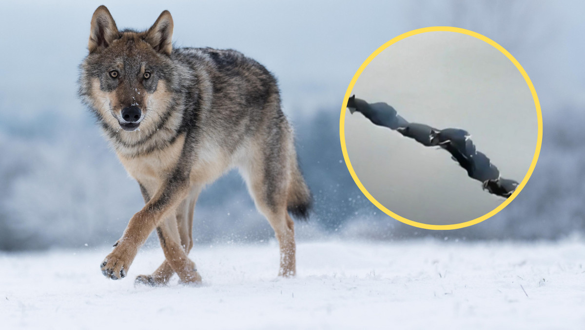 Niezwykłe zachowanie watahy wilków w północno-zachodnich Chinach [WIDEO]