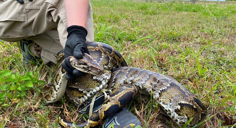 Burmese pythons were thought to have first entered Florida in the 1980s as pets.Miami Herald / Contributor / Getty Images