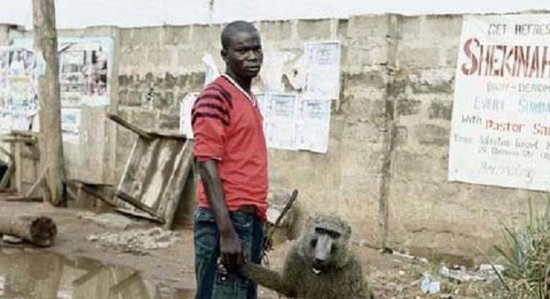 Man-baboon theft combo