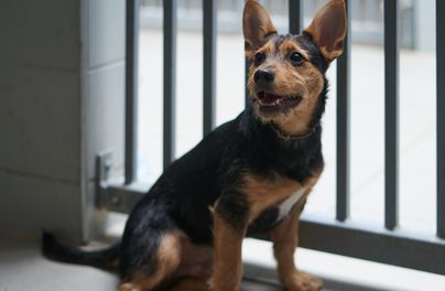 Większe kojce i lepsze warunki. Ruszyła przebudowa schroniska