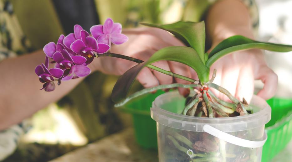 Ezt tetet az orchideával Fotó: Shutterstock