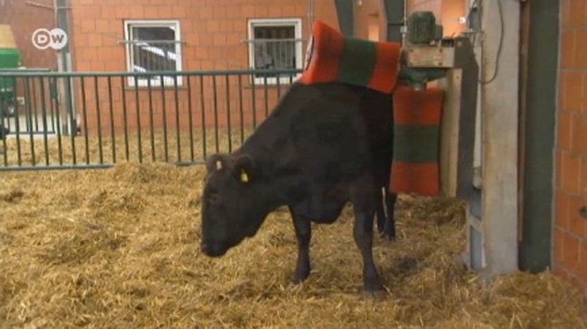 Stoka se redovno masira i četka jer ukus mesa zavisi od nivoa stresa, tvrde stručnjaci