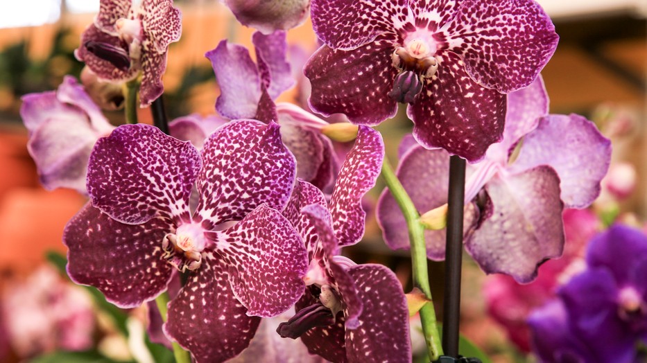 Orchidea szaporítása otthon Fotó: Northfoto