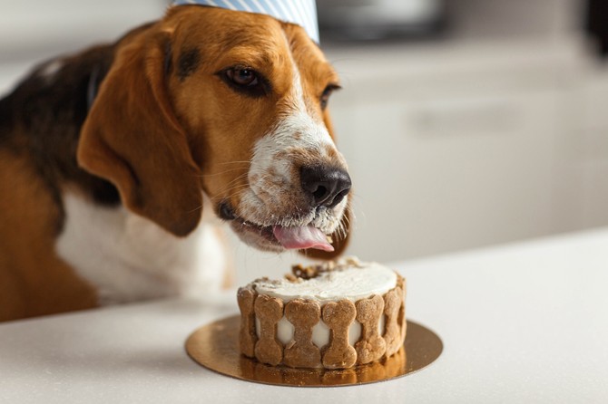 Rođendanska torta za pse