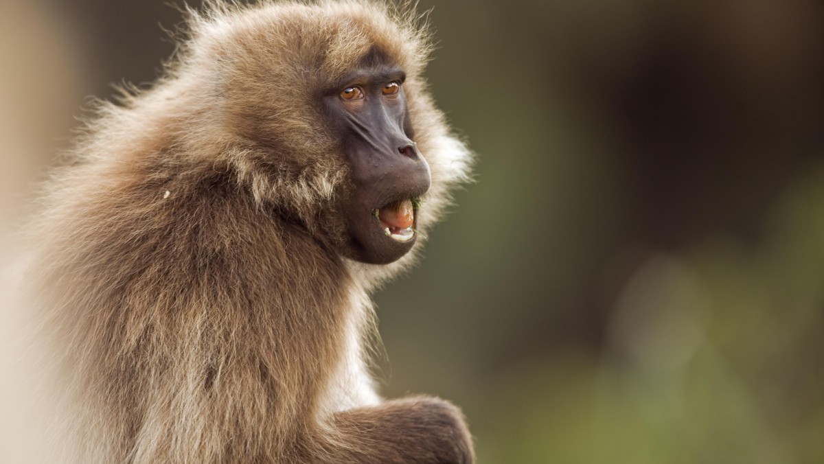 GELADA BABOON