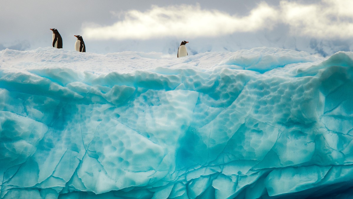 Penguins on the iceberg