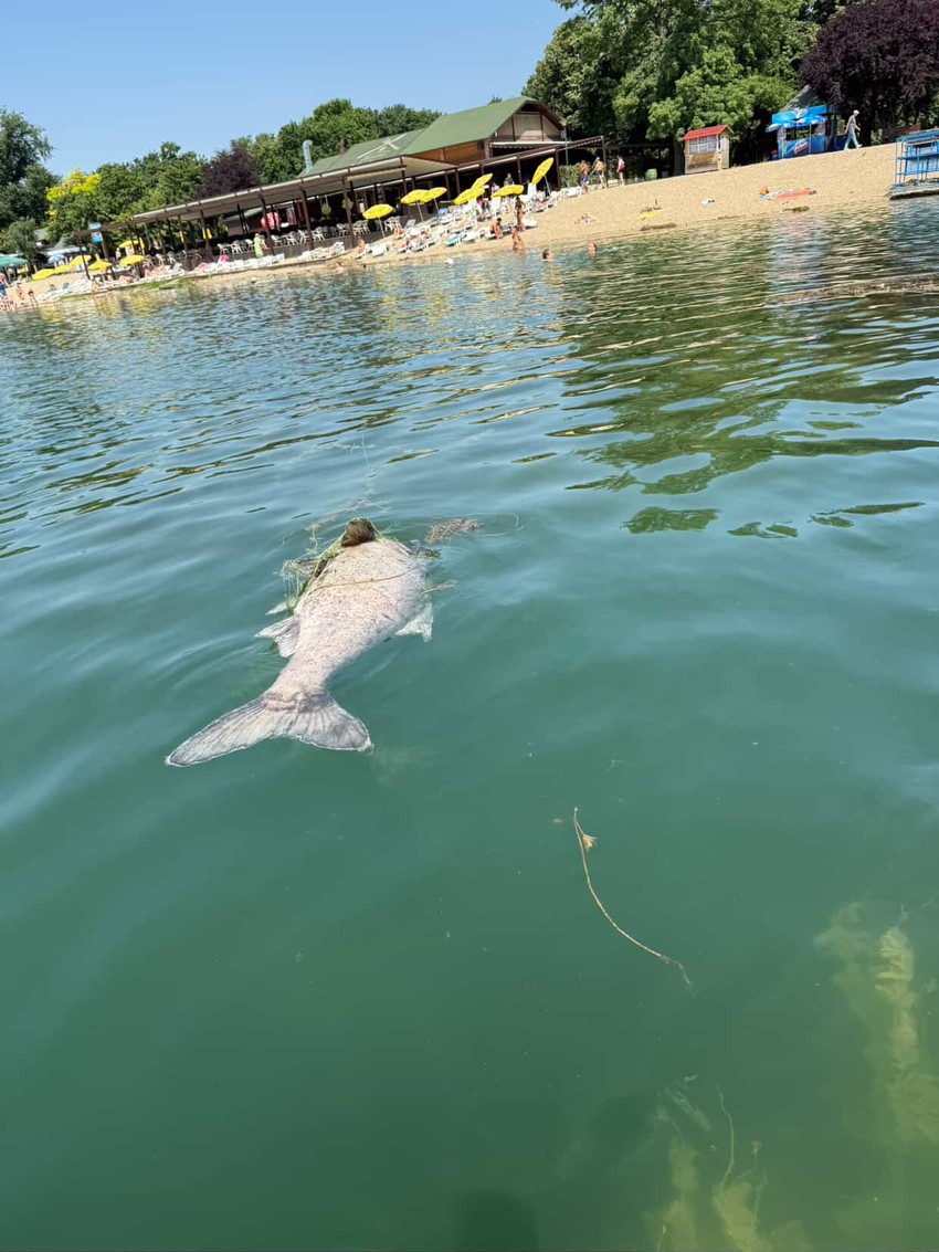 Uginula riba na Adi Ciganliji