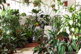 Ovo je najveća greška koju svi prave kada kupuju cveće tokom zime: Evo šta prvo treba da uradite kada ga unesete u kuću