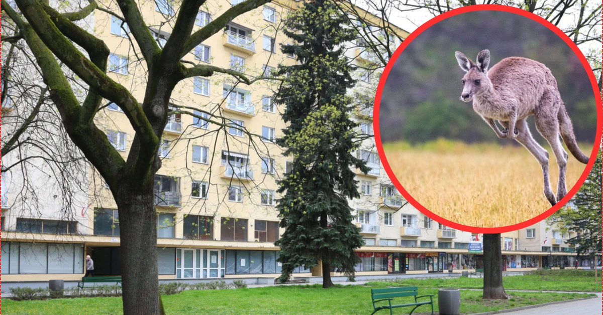 Obława na kangura na ulicach Krakowa. Mieszkańcy w szoku. "Myślałem, że mam zwidy"