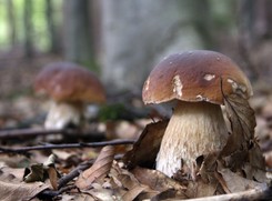 Eksperci: grzyby najlepiej spożywać wkrótce po zebraniu