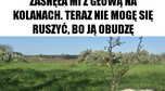 Najśmieszniejsze memy ze zwierzętami w roli głównej