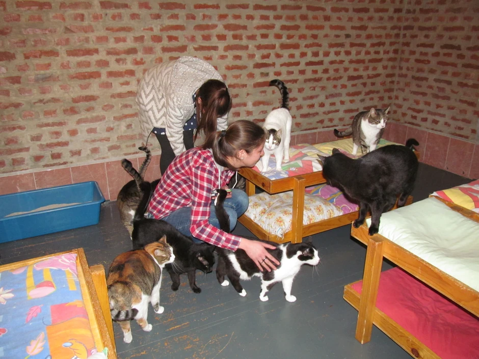 Reporteri "Blica" u beogradskom prihvatilištu za mačke