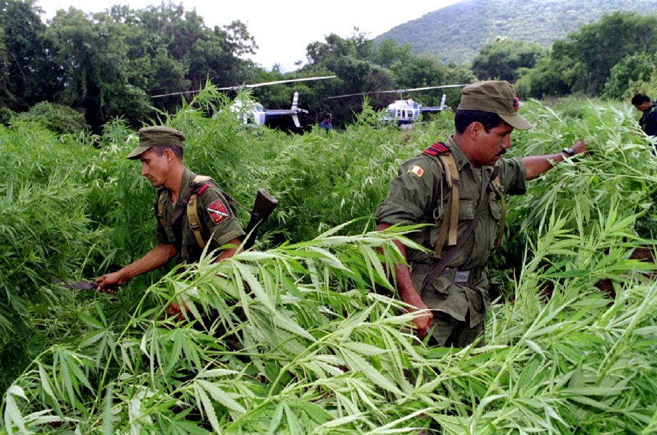 Mexican soldiers destroy a marijuana plantation in the Apatzingan mountain range in the central-west state of Michoacan.