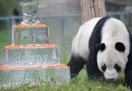 Panda Pan Pan zmarła w wieku 31 lat. Była najstarszą pandą na świecie