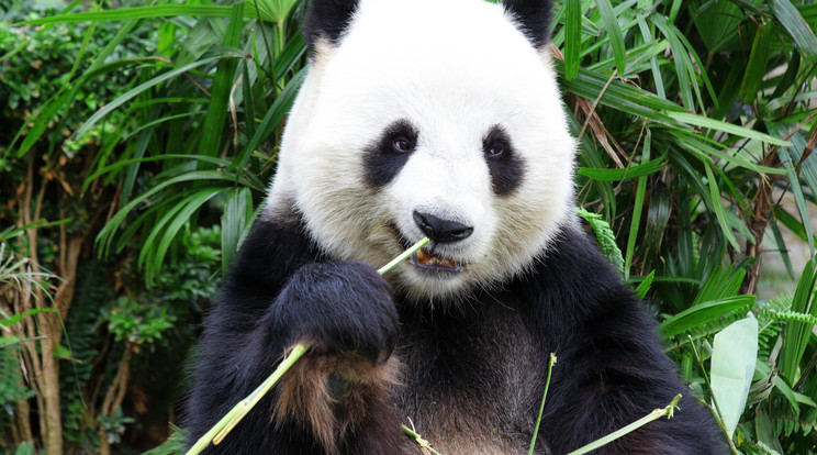 Találja meg a pandát a képen! /Fotó: Northfoto