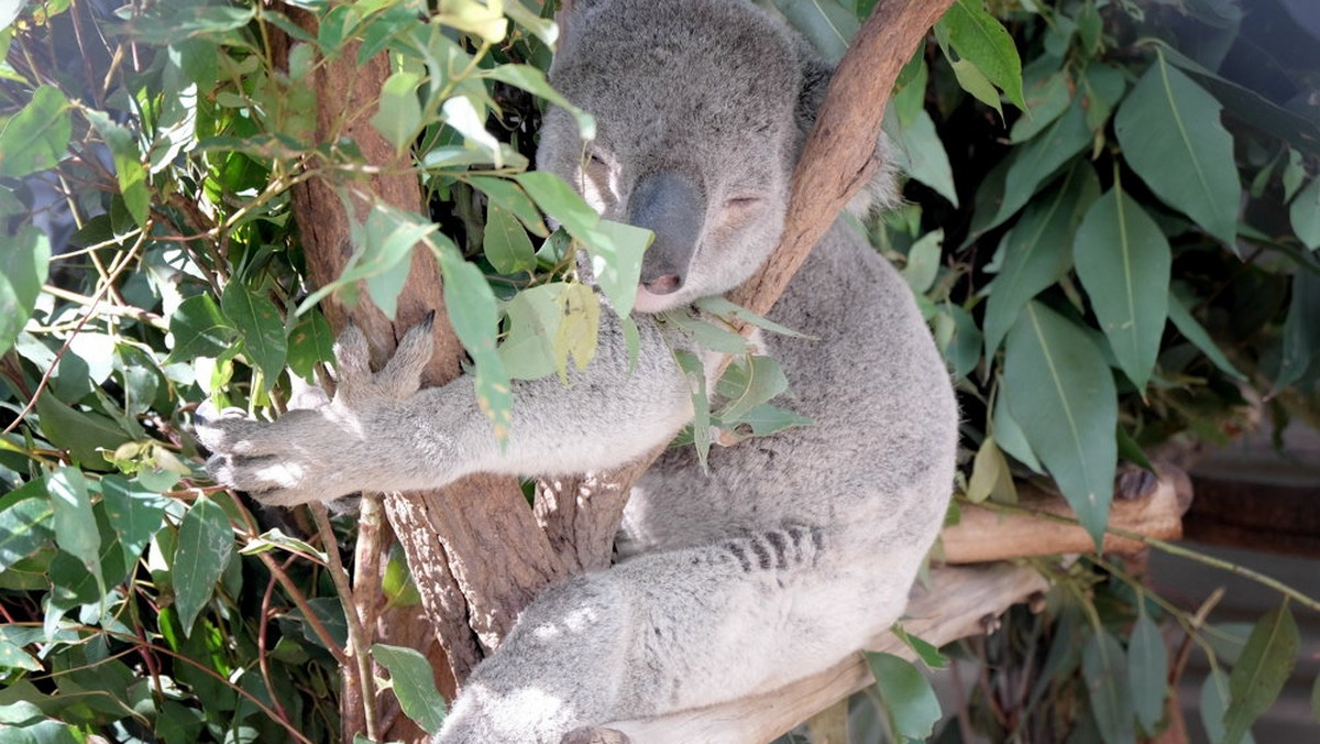 Prawie 700 koali zostało potajemnie uśpionych, przez instytucje rządowe, w okolicach Great Ocean Road, w Australii. Rząd zdecydował się na ten radykalny krok, ponieważ koale masowo umierały z głodu.