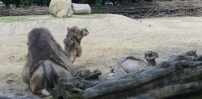 Mały wielbłąd w naszym zoo! Ale ma pragnienie! Zobacz FILM!